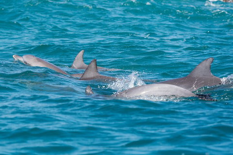 2-Hour Guided Whale Watching Tour At Noosa - Pet Food Australia 2