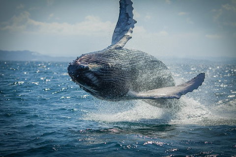 2-Hour Guided Whale Watching Tour At Noosa - Pet Food Australia 3