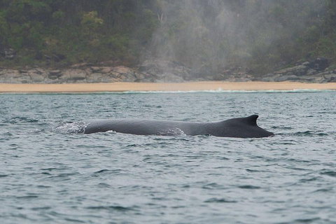 2-Hour Guided Whale Watching Tour At Noosa - Pet Food Australia 5