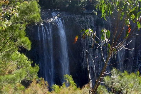 Byron Bay Hinterland Tour Including Rainforest Walk To Minyon Falls - Pet Food Australia 0