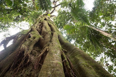 Byron Bay Hinterland Tour Including Rainforest Walk To Minyon Falls - Pet Food Australia 2