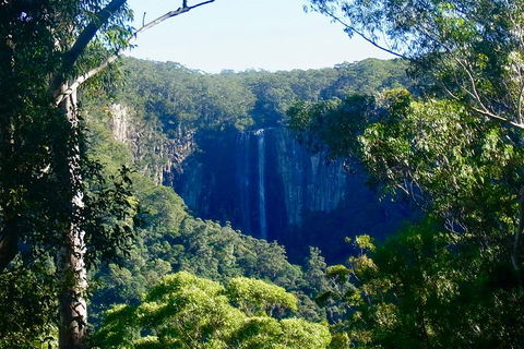 Byron Bay Hinterland Tour Including Rainforest Walk To Minyon Falls - Pet Food Australia 4