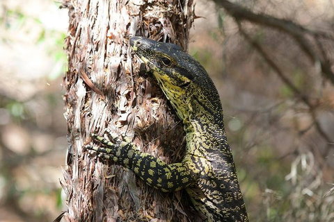 Byron Bay Combo: Hinterland Tour Including Minyon Falls And Kayaking With Dolphins - Food Delivery Shop 0