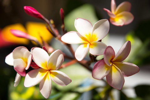 Byron Bay Combo: Hinterland Tour Including Minyon Falls And Kayaking With Dolphins - Food Delivery Shop 1