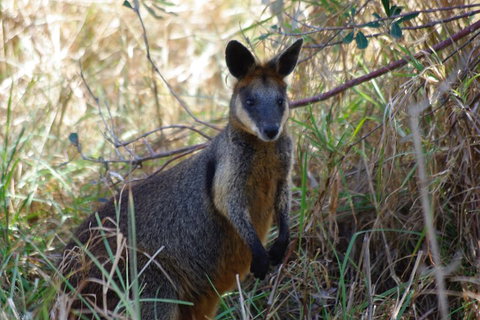 Byron Bay Combo: Hinterland Tour Including Minyon Falls And Kayaking With Dolphins - Food Delivery Shop 2