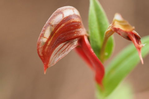 Wave Rock, Wild Flowers And Astro Photography - Pet Food Australia 2