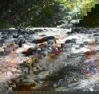 Daintree Rainforest Cape Tribulation Mossman Gorge Small-Group Day Tour - Food Delivery Shop