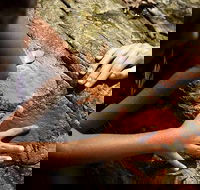 Ngana Julaymba Dungay - Half Day - Food Delivery Shop