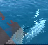 Noosa Thriller - 500hp Ocean Adventure Ride - Pet Food Australia