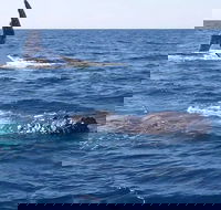 Noosa Whale Watching - Pet Food Australia