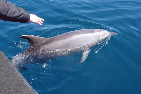 Noosa Wild Dolphin Safari - Pet Food Australia 2