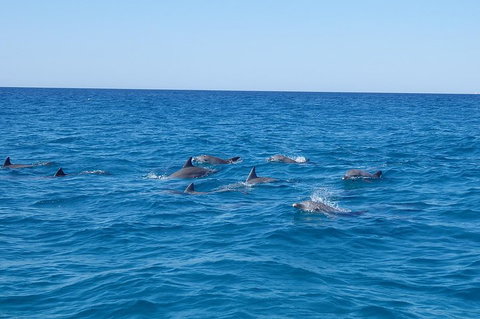 Noosa Wild Dolphin Safari - Pet Food Australia 3