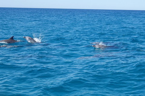 Noosa Wild Dolphin Safari - Pet Food Australia 4