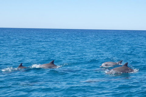Noosa Wild Dolphin Safari - Pet Food Australia 5