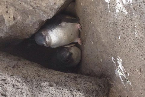 Food Tour Melbourne - St Kilda - Pet Food Australia 3