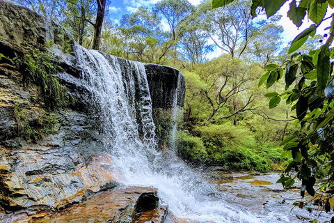 Blue Mountains Private Tour - Wild Kangaroos, Waterfalls And The Three Sisters - Food Delivery Shop 5
