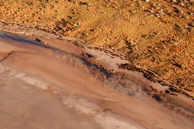 Scenic Flight Lizard Safari
