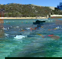 All Inclusive Dolphin and Tangalooma Wrecks Cruise - Pet Food Australia