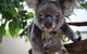 Kuranda Day Tour, TKS-RFS GRAND GOLD PLUS 0930 - thumb 1