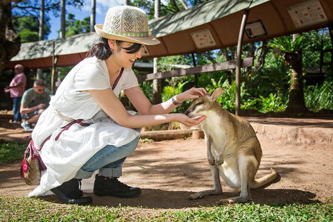 Kuranda Day Tour, TKS-RFS GRAND GOLD PLUS 0930 - Food Delivery Shop 3