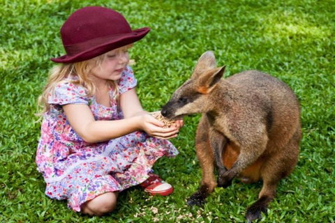 Kuranda Day Tour + HotAir Balloon Combo - Food Delivery Shop 0