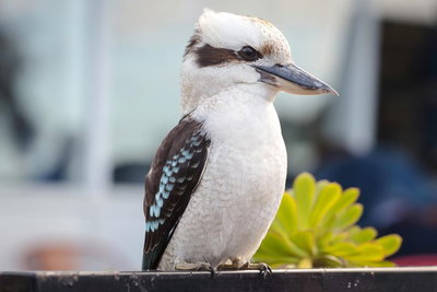 Small Group Great Ocean Road  12 Apostles Tour