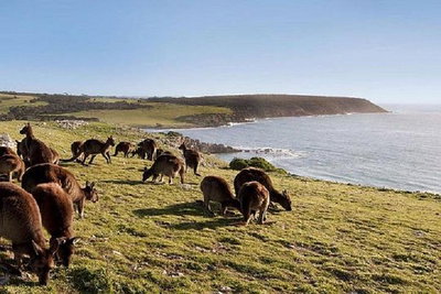 Kangaroo Island Personal Group Tours