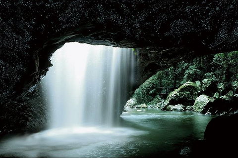 Natural Bridge Glow Worm Night Tour From Gold Coast - Food Delivery Shop 0