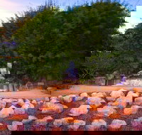 Byron Bay and the Crystal Castle Day Tour from Gold Coast - Pet Food Australia