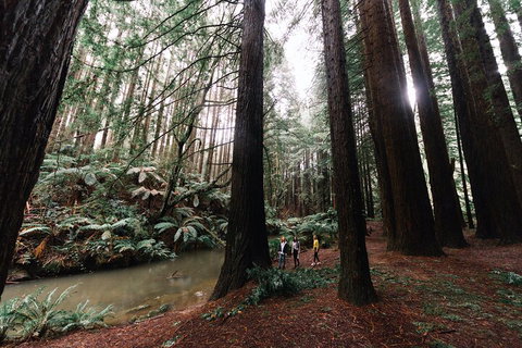 LGBT+ Friendly 3 Day Private Tour Great Ocean Road & Phillip Island - Pet Food Australia 2