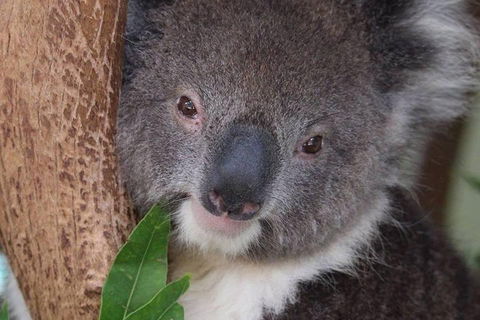 All Inclusive Blue Mountains Small-Group Day Trip From Sydney - Food Delivery Shop 1