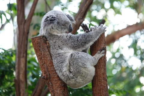 Small-Group Blue Mountains Tour With A Local Guide - Food Delivery Shop 2