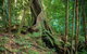 Private Daintree Mossman Gorge Exclusive Nature And Wildlife Focus - thumb 0