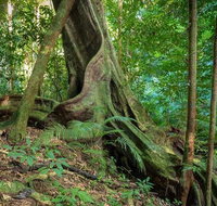Private Daintree Mossman Gorge Exclusive Nature and Wildlife Focus - Food Delivery Shop