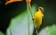 Private Daintree Mossman Gorge Exclusive Nature And Wildlife Focus - thumb 2