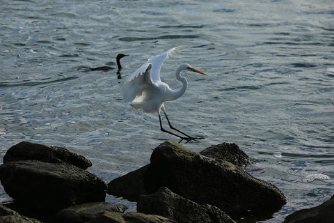 Kayak Tour In Adelaide Dolphin Sanctuary - Food Delivery Shop 1