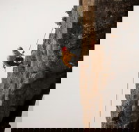 100 Metre Abseil Mount Wellington Hobart - Pet Food Australia