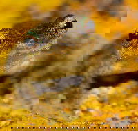 Daintree and Cape Tribulation Full Day Guided Tour - Food Delivery Shop