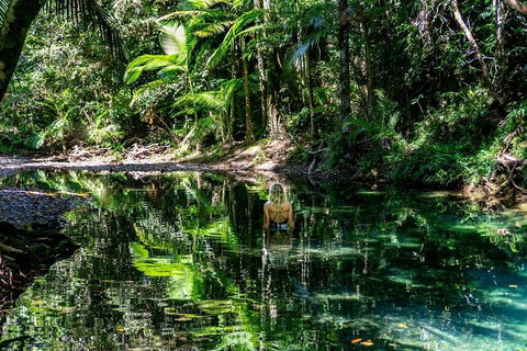 Daintree And Cape Tribulation Full Day Guided Tour - Food Delivery Shop 1