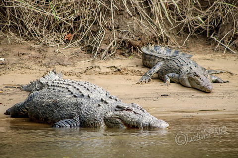 Daintree And Cape Tribulation Full Day Guided Tour - Food Delivery Shop 3