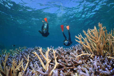 Silversonic Outer Great Barrier Reef Dive And Snorkel Cruise From Port Douglas - Food Delivery Shop 4