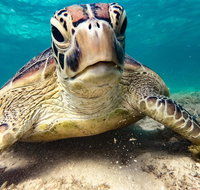 Sail Snorkel SUP  Kayak Charter Whitsundays - Food Delivery Shop