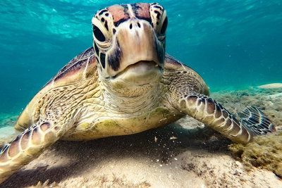 Sail Snorkel SUP  Kayak Charter Whitsundays