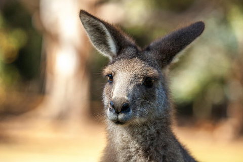 Port Arthur And Tassie Devils Active Day Tour From Hobart - Food Delivery Shop 2
