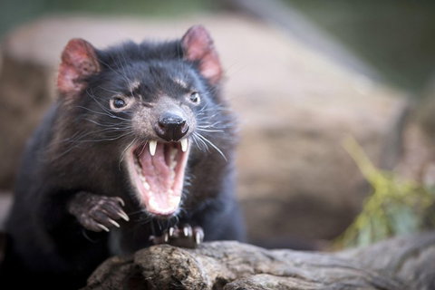 Port Arthur And Tassie Devils Active Day Tour From Hobart - Food Delivery Shop 3