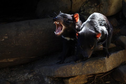 Port Arthur And Tassie Devils Active Day Tour From Hobart - Food Delivery Shop 4