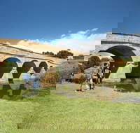 Bonorong Wildlife Park and Richmond Afternoon Tour from Hobart - Pet Food Australia