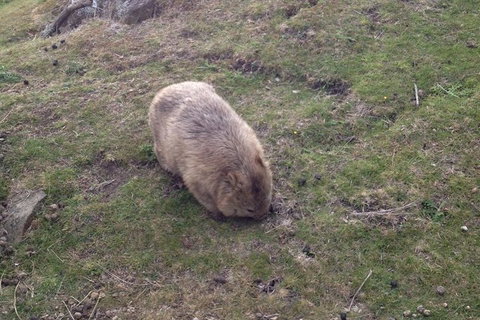 Hobart Minibus Full-Day Private Tour - Food Delivery Shop 3