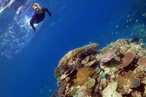 Silverswift Outer Great Barrier Reef Dive And Snorkel Cruise From Cairns - Food Delivery Shop 3