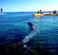 Penguin and Seal Islands Sea Kayaking Experience - Food Delivery Shop